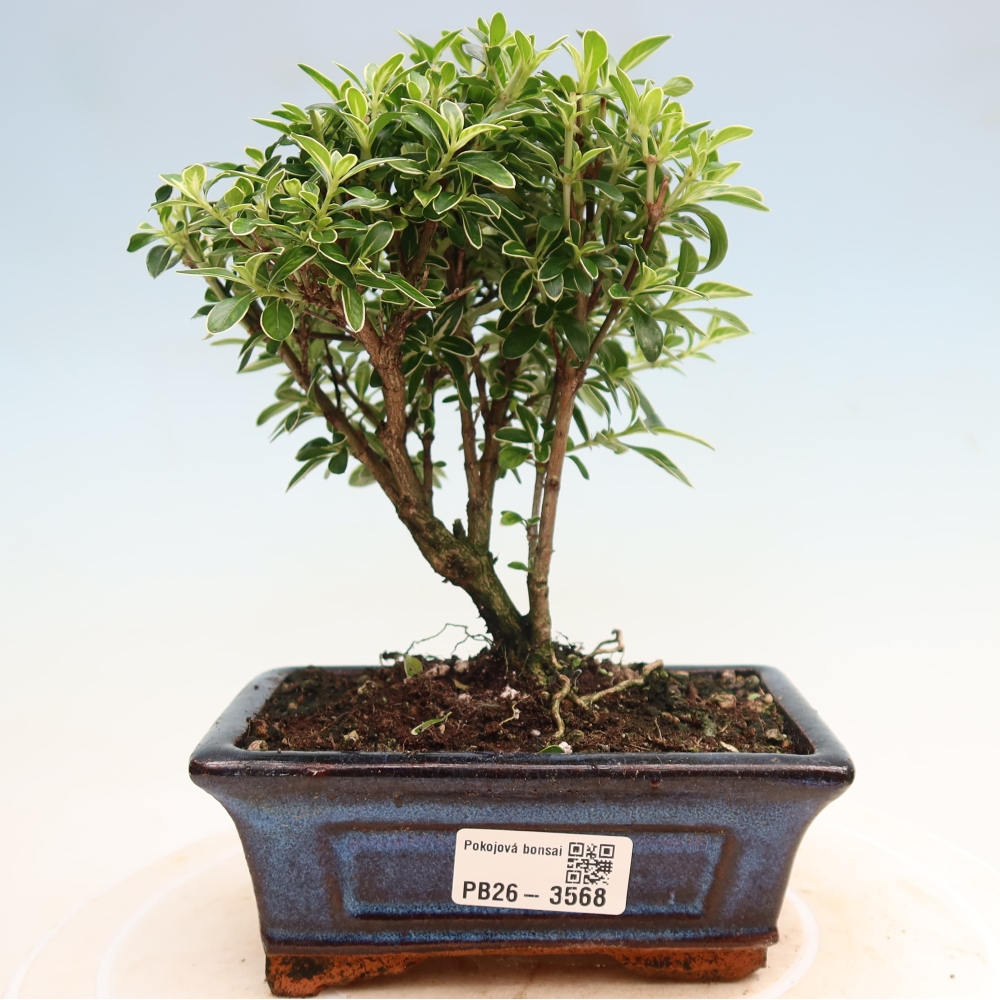 Zimmerbonsai - Serissa foetida Variegata - Baum der Tausend Sterne
