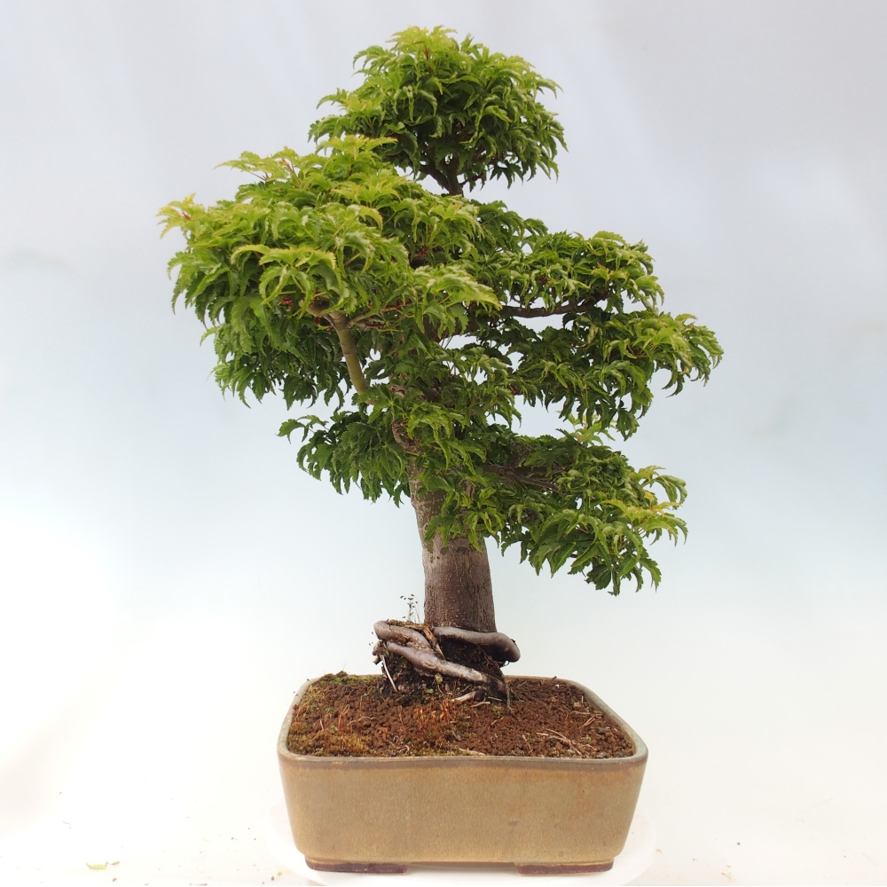 Bonsai für draußen -Javor-Palme Acer palmatum Shishigashira