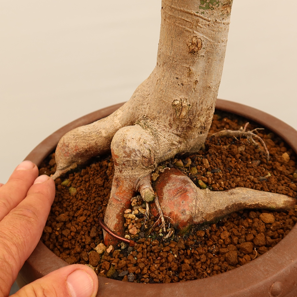 Bonsai für draußen - Ahorn palmatum - Palmen