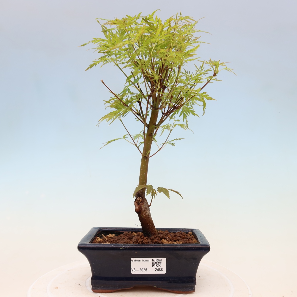 Bonsai für draußen - Acer palmatum Dissectum