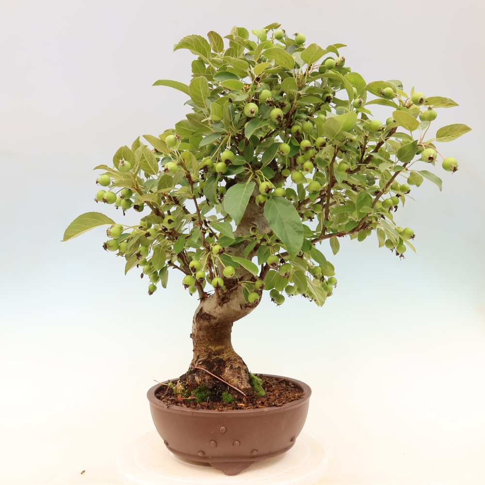 Outdoor-Bonsai -Malus halliana - Kleinfrüchtiger Apfelbaum