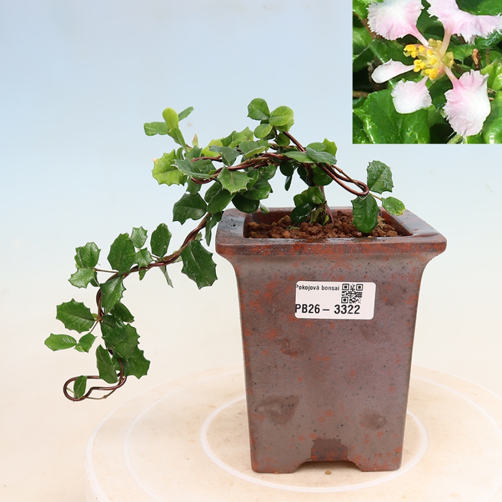 Zimmerbonsai – Barbados-Kirsche (Malpighia coccigera)