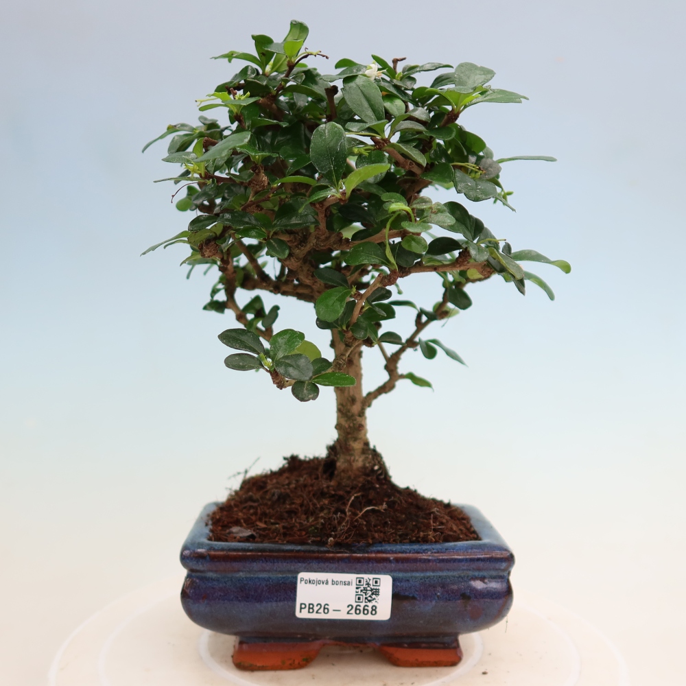 Zimmer-Bonsai - Carmona macrophylla - Tee-Fuki