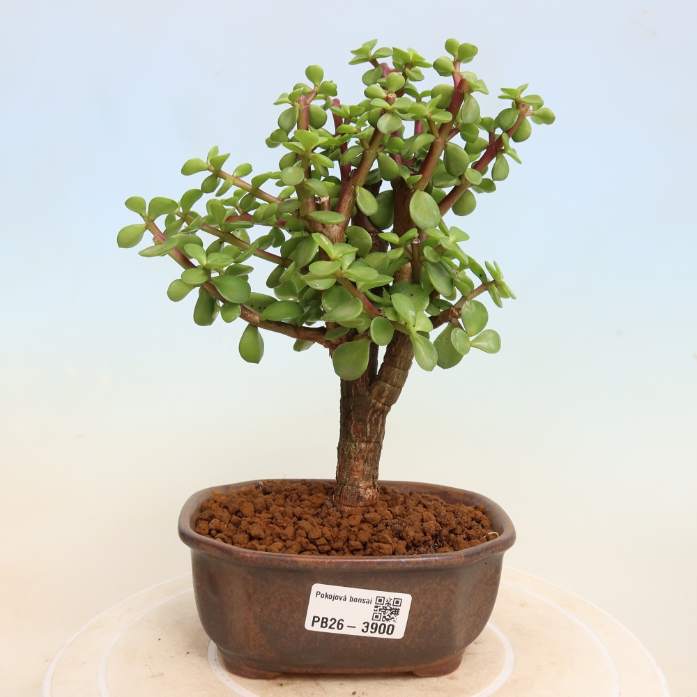Zimmer Bonsai - Portulakaria Afra - Tlustice