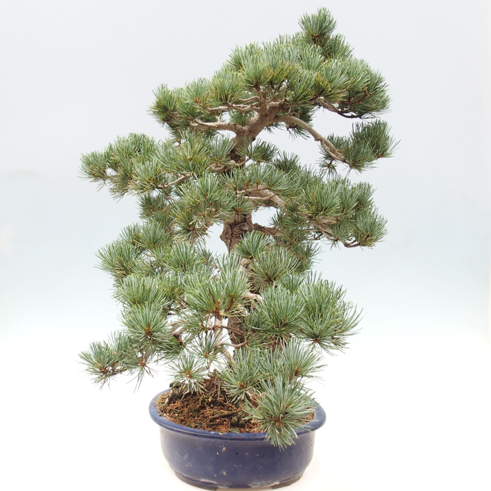 Bonsai für draußen - Pinus parviflora - Pinus parviflora