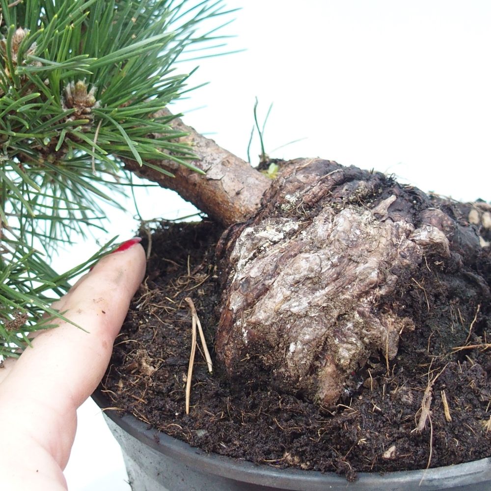 Bonsai für draußen - Pinus thunbergii senjyumaru - Thunberg-Kiefer