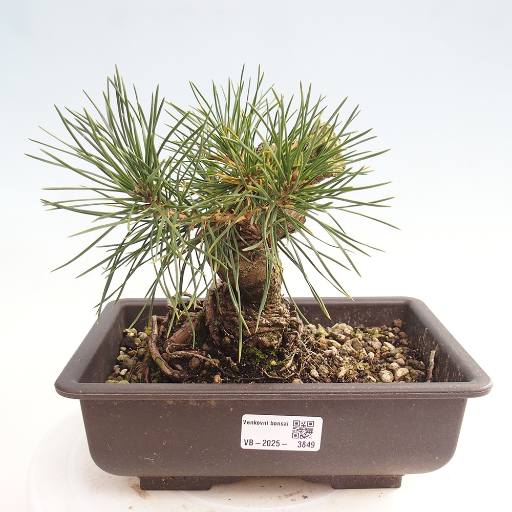 Bonsai für draußen - Pinus thunbergii - Thunberg-Kiefer