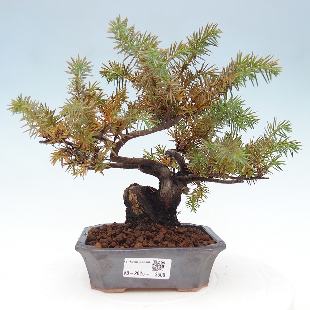 Bonsai für draußen - Juniperus rigida - Juniperus rigida