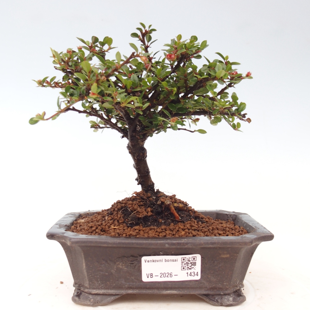 Bonsai für draußen - Cotoneaster horizontalis - Rocky Mountain