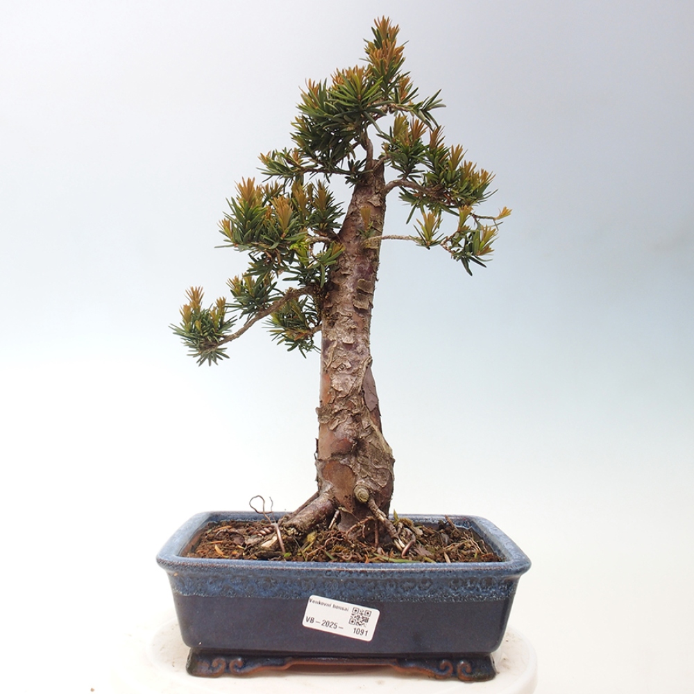 Bonsai für draußen - Taxus cuspidata - Japanische Eibe