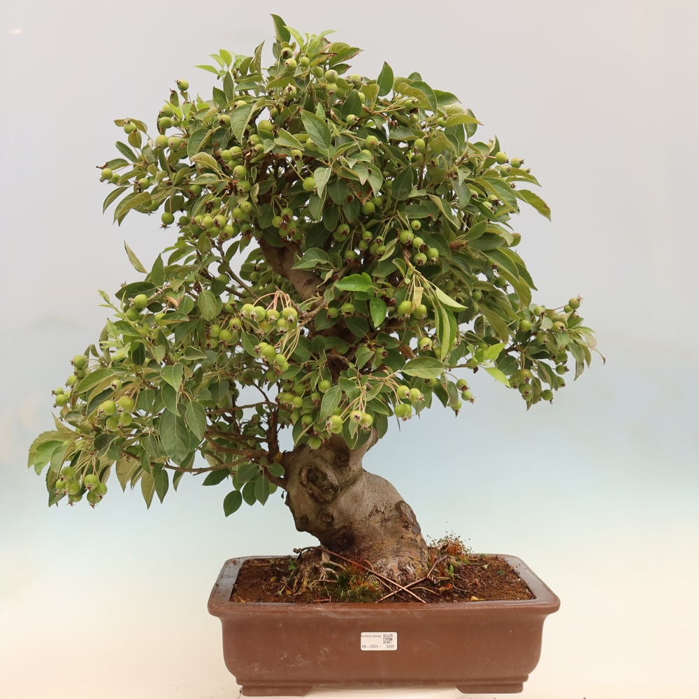 Outdoor-Bonsai -Malus halliana - Kleinfrüchtiger Apfelbaum