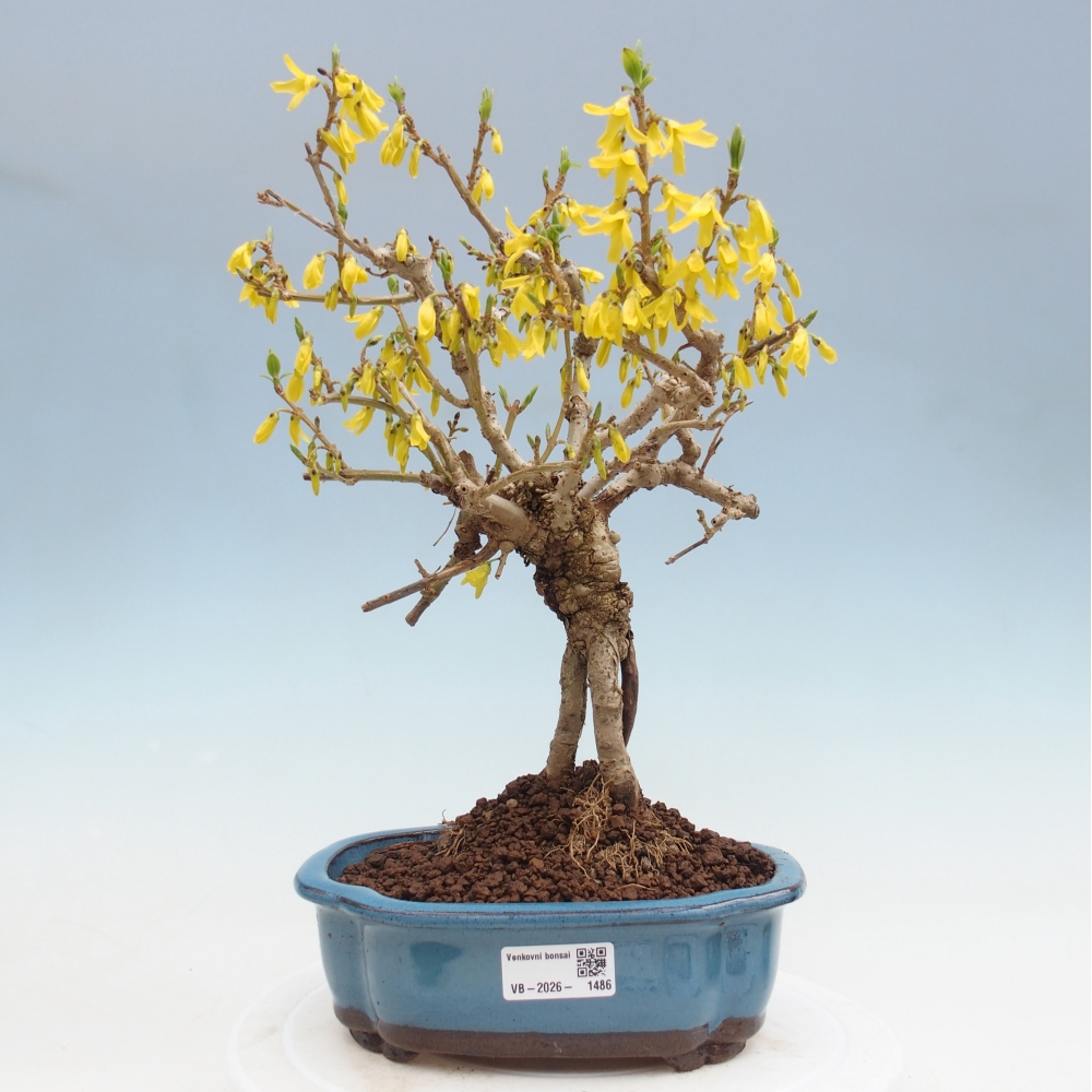 Bonsai für draußen - Zlatice - Forsythia koreana