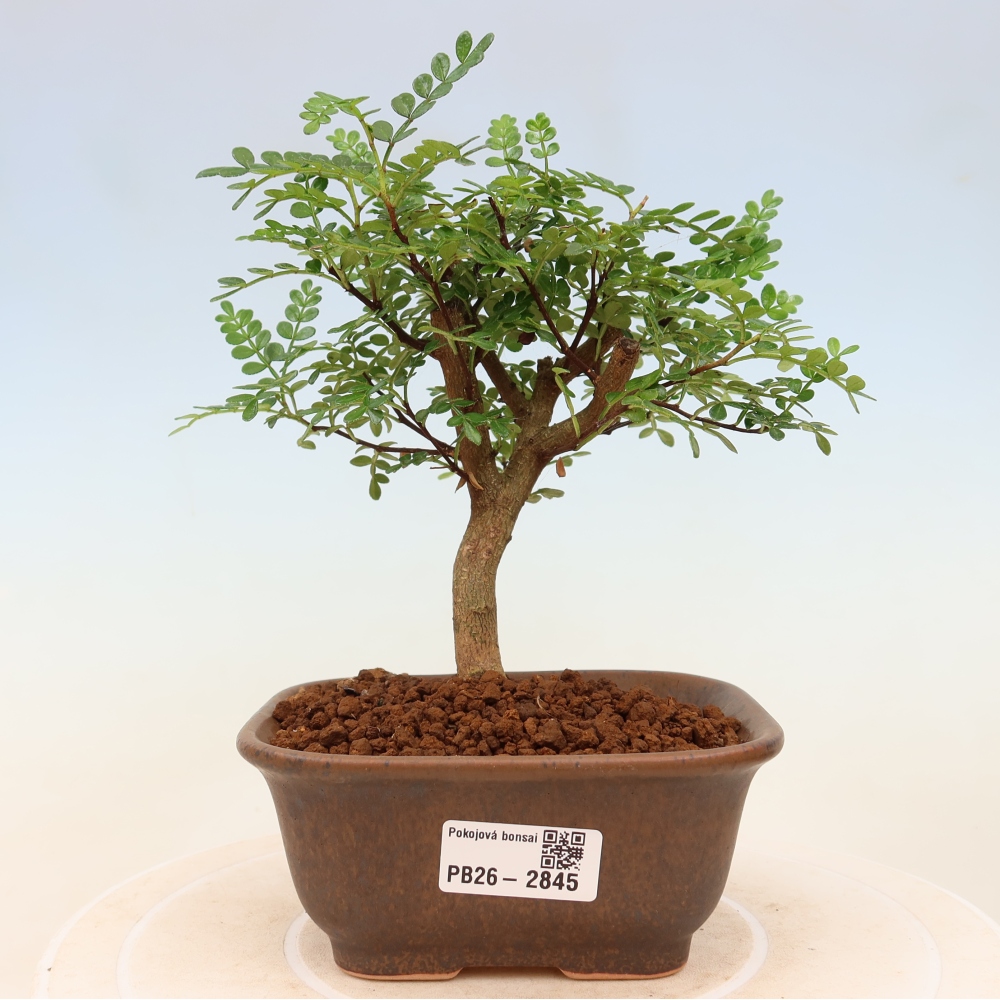 Zimmer Bonsai - Zantoxylum piperitum - Pfefferbaum