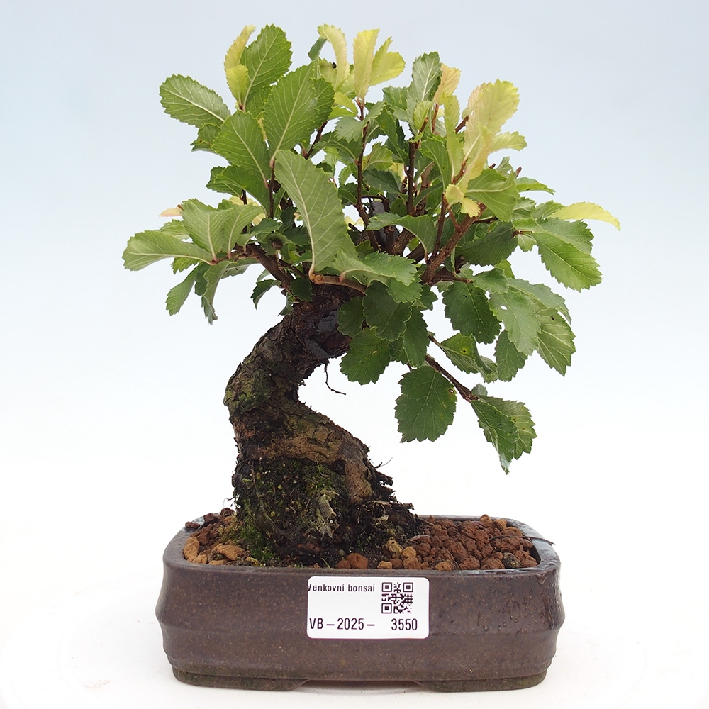 Bonsai für draußen - Zelkova - Zelkova NIRE