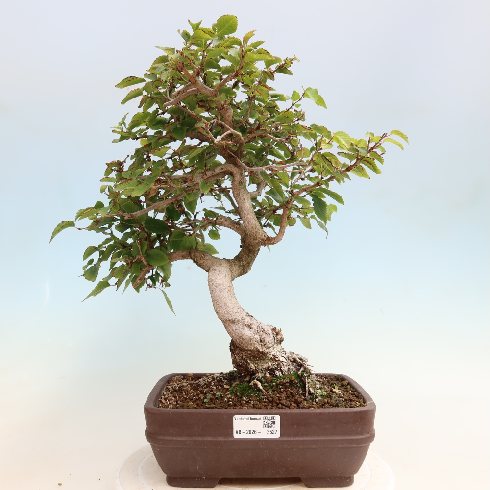 Bonsai für draußen -Carpinus CARPINOIDES - Koreanische Hainbuche
