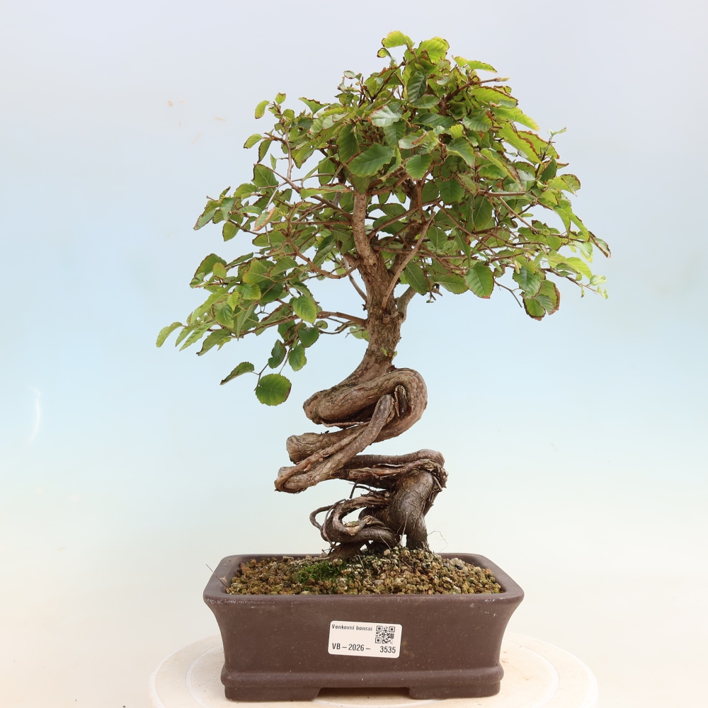 Bonsai für draußen -Carpinus CARPINOIDES - Koreanische Hainbuche