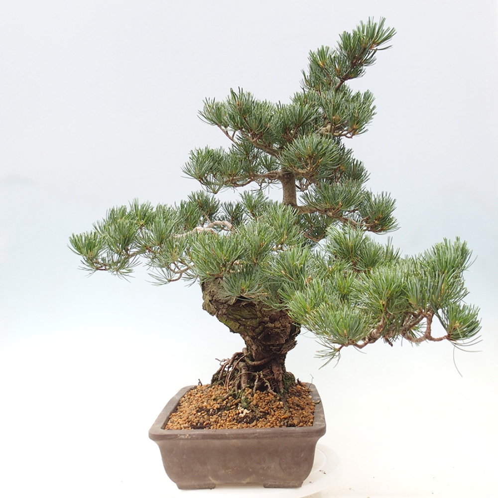 Bonsai für draußen - Pinus parviflora - Pinus parviflora