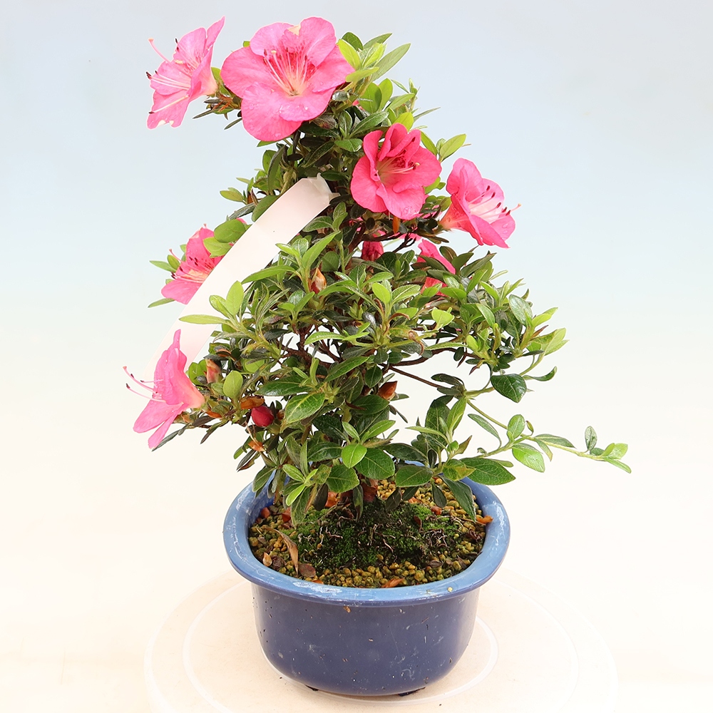 Bonsai für draußen - Japanische Azalee - Azalea Kobai