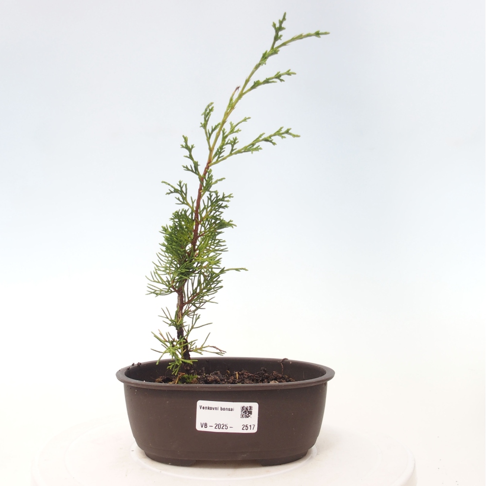 Bonsai für draußen - Juniperus chinensis Itoigawa