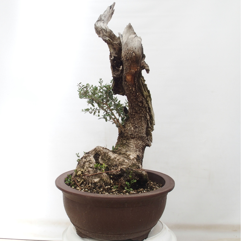 Zimmerbonsai - Olea europaea sylvestris