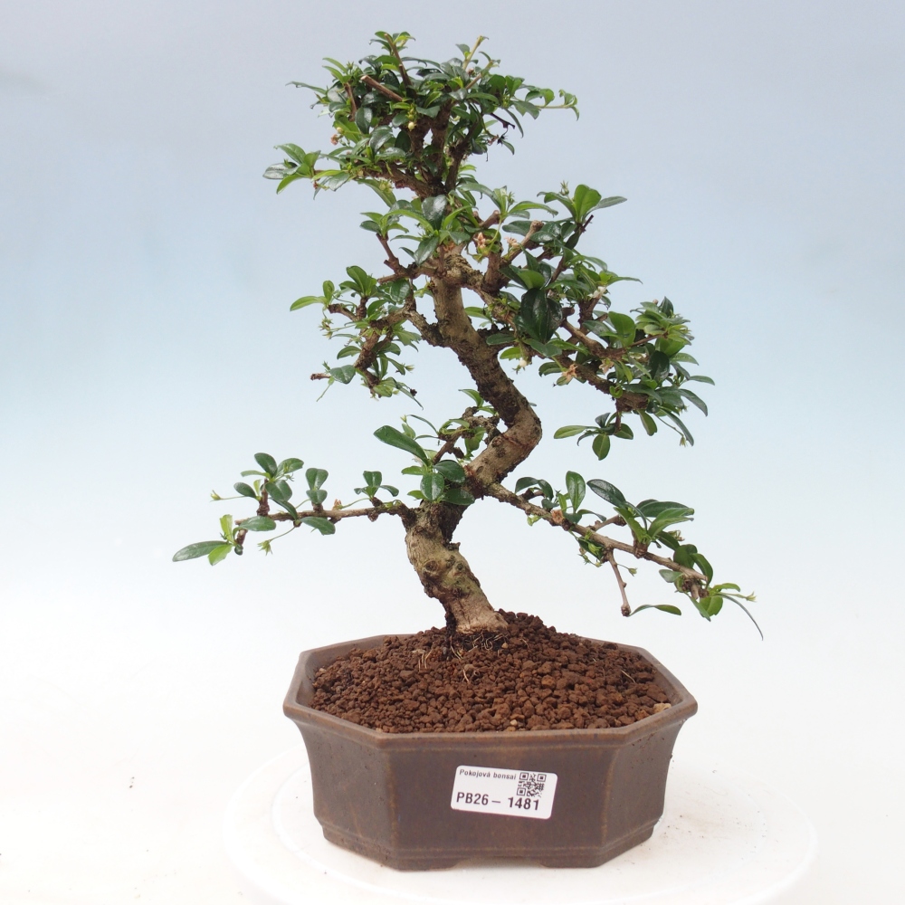 Zimmer-Bonsai - Carmona macrophylla - Tee-Fuki