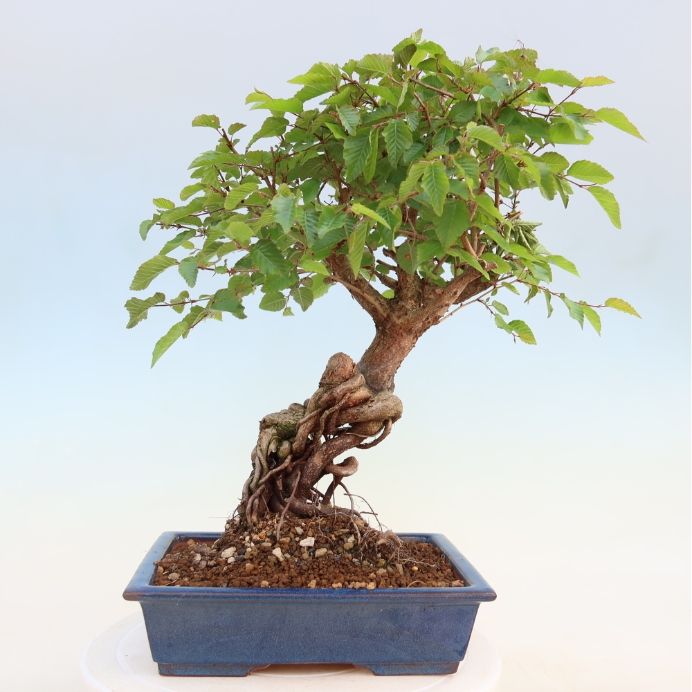 Bonsai für draußen - Karpinus Coreana - Koreanische Hainbuche