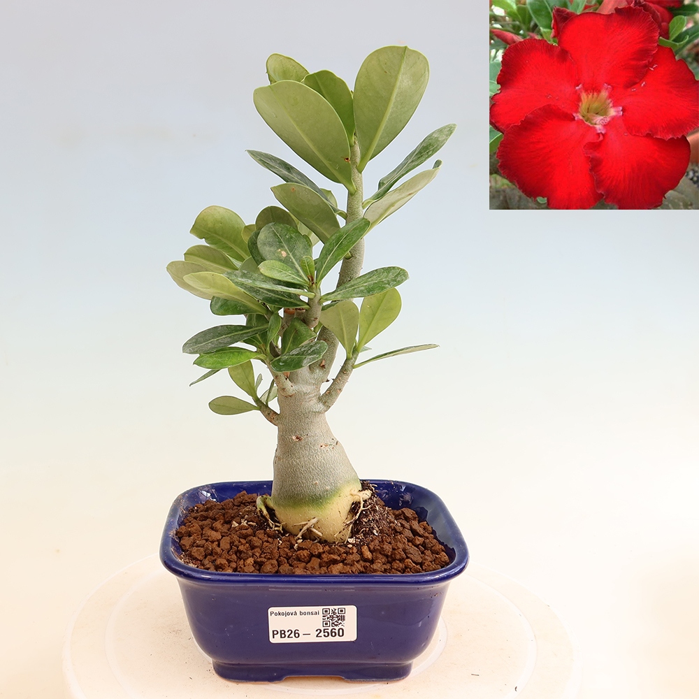 Zimmerbonsai – Adenium obesum „Red Star“ – Wüstenrose