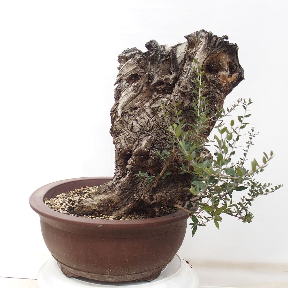 Zimmerbonsai - Olea europaea sylvestris