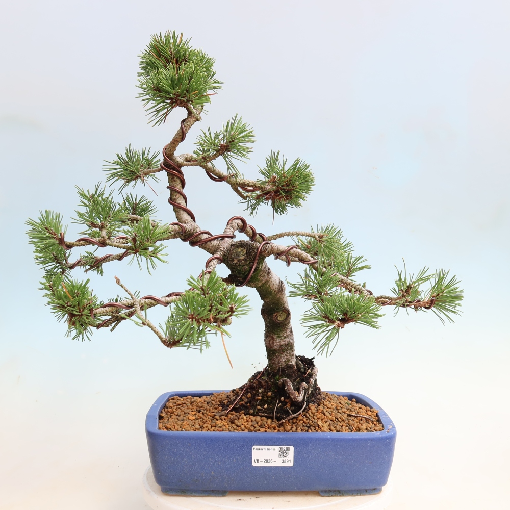 Bonsai für den Außenbereich – Pinus mugo Humpy – Zwergkiefer