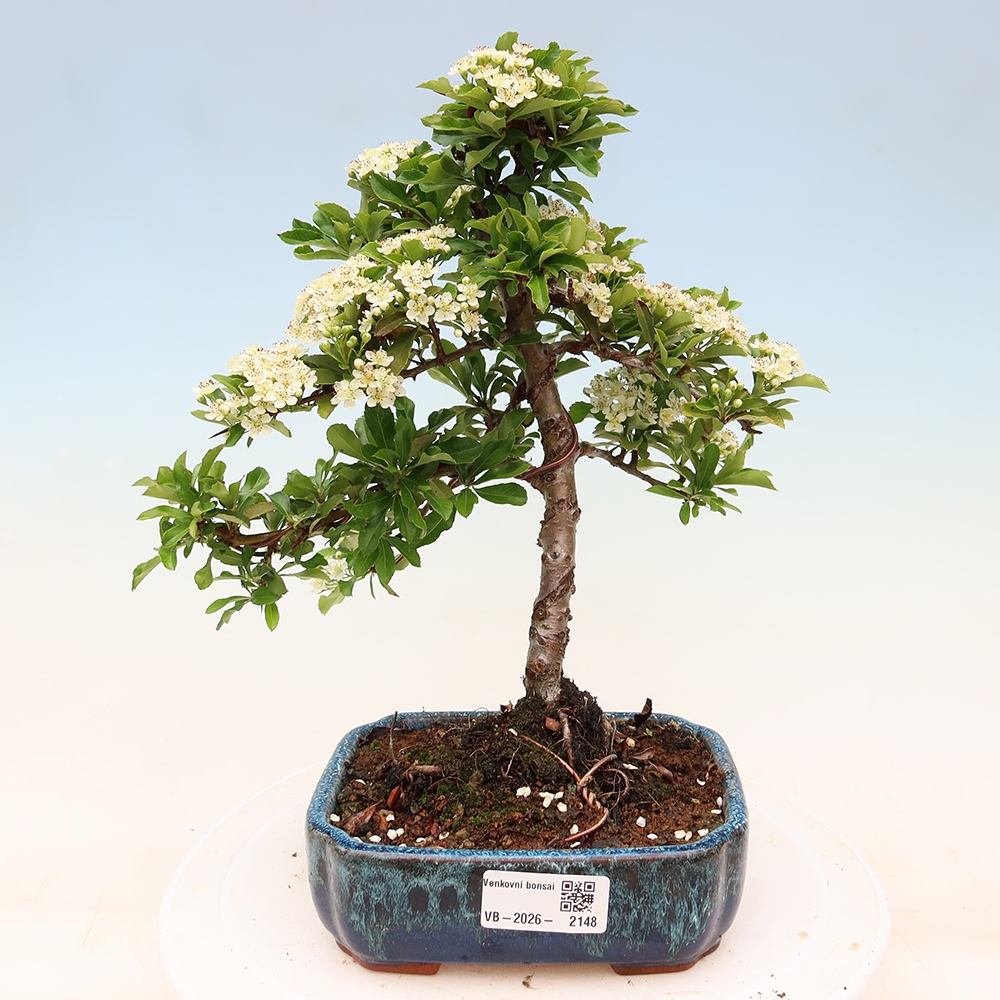 Bonsai für den Außenbereich – Pyracantha teton – Feuerdorn