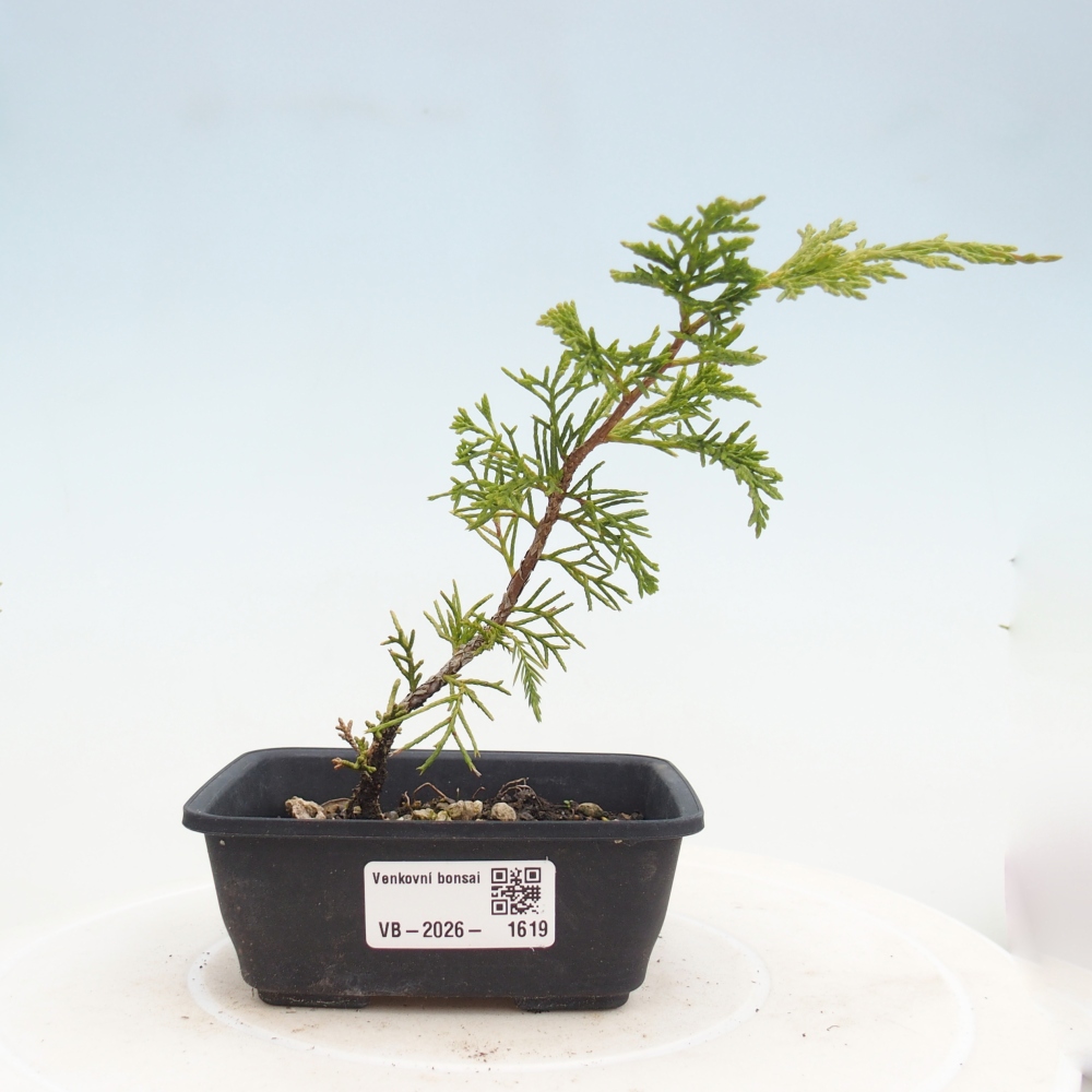 Bonsai für draußen - Juniperus chinensis Itoigawa