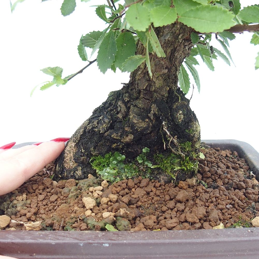 Bonsai für draußen - Zelkova - Zelkova NIRE