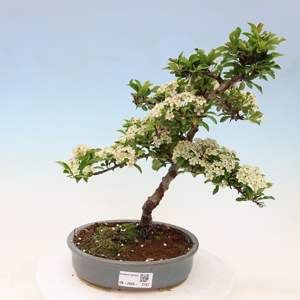 Bonsai für den Außenbereich – Pyracantha teton – Feuerdorn
