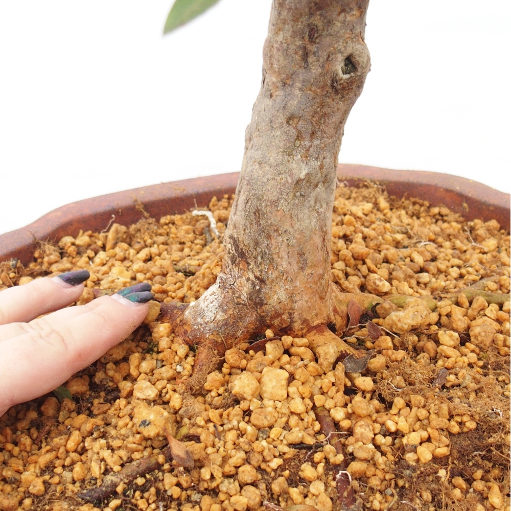 Bonsai für draußen - Japanische Azalee - Azalee Hanatsuzuri