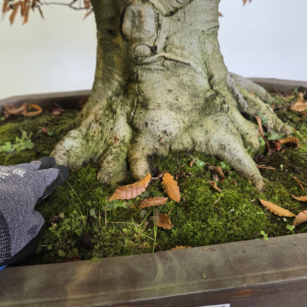 Bonsai für draußen - Fagus crenata