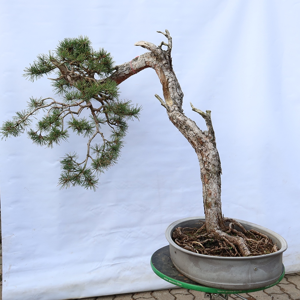 Pinus sylvestris Spanien – Waldkiefer