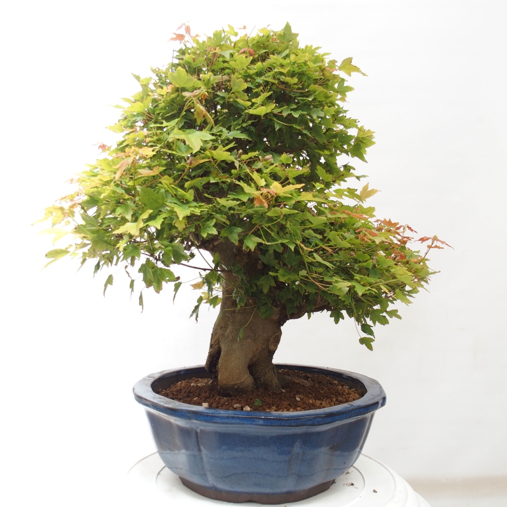Bonsai für draußen - Acer Buergerianum - Bergahorn