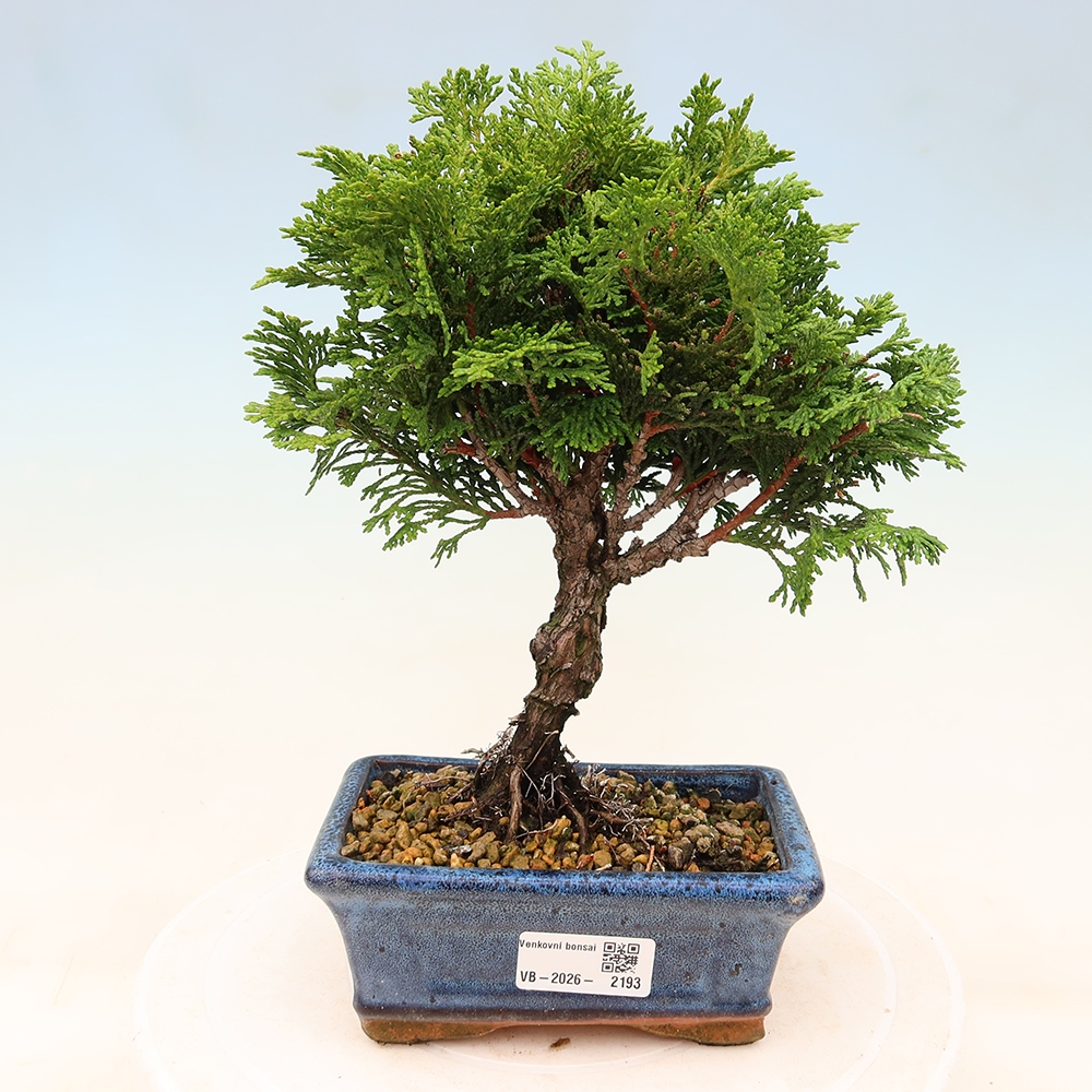 Bonsai für draußen - Cham.pis obtusa Nana Gracilis - Zypresse