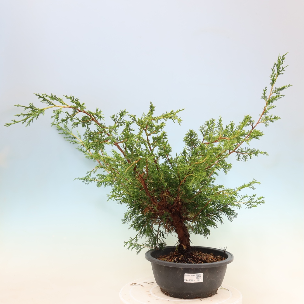 Bonsai für draußen - Juniperus chinensis Itoigawa