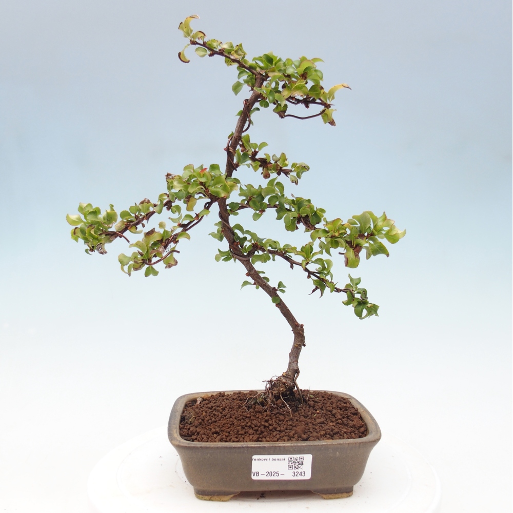 Bonsai für draußen - Chaneomeles s. Red Joy - Quitte