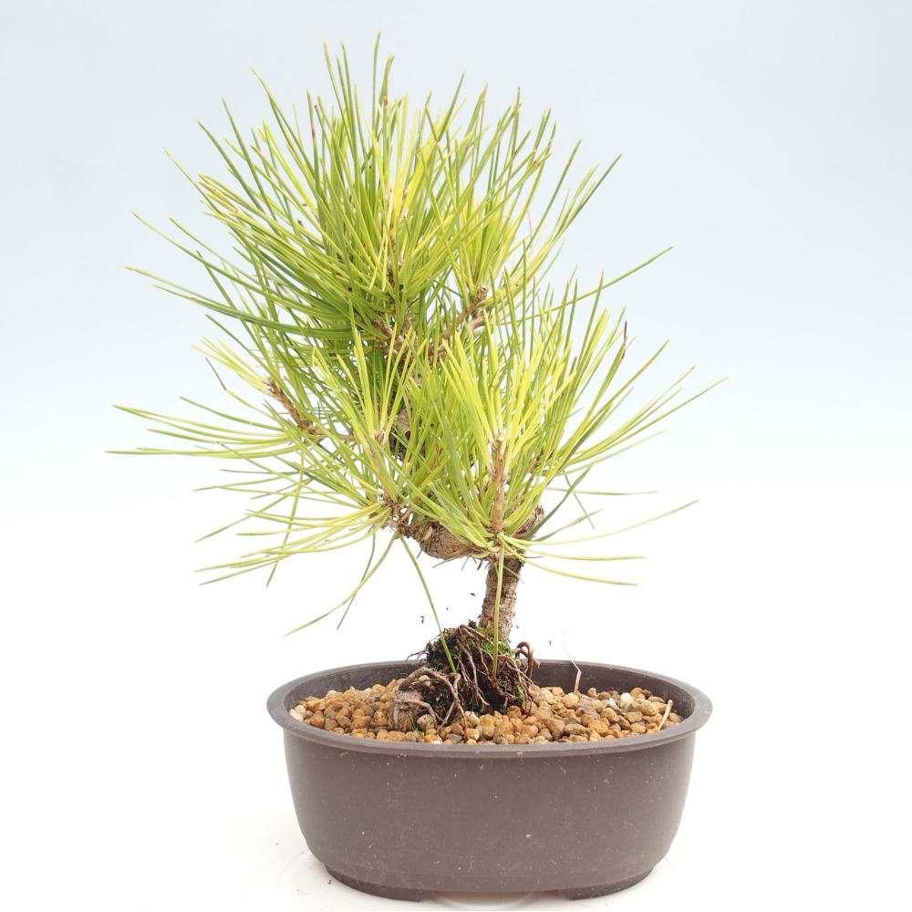 Bonsai für draußen - Pinus thunbergii - Thunberg-Kiefer