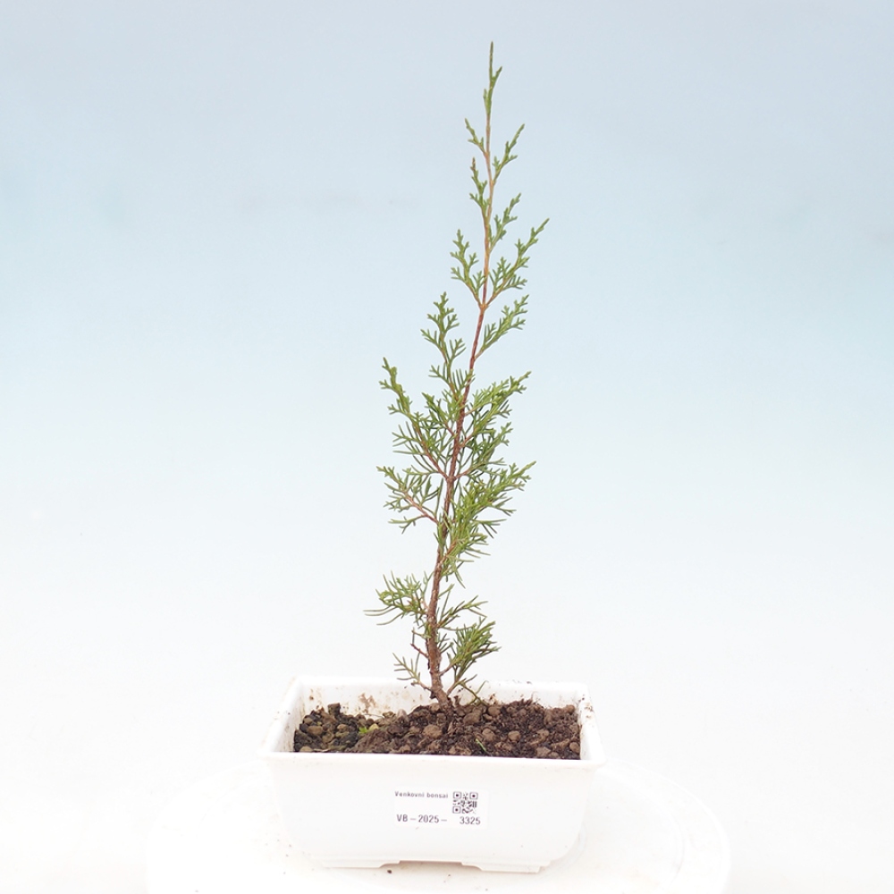 Bonsai für draußen - Juniperus chinensis Itoigawa