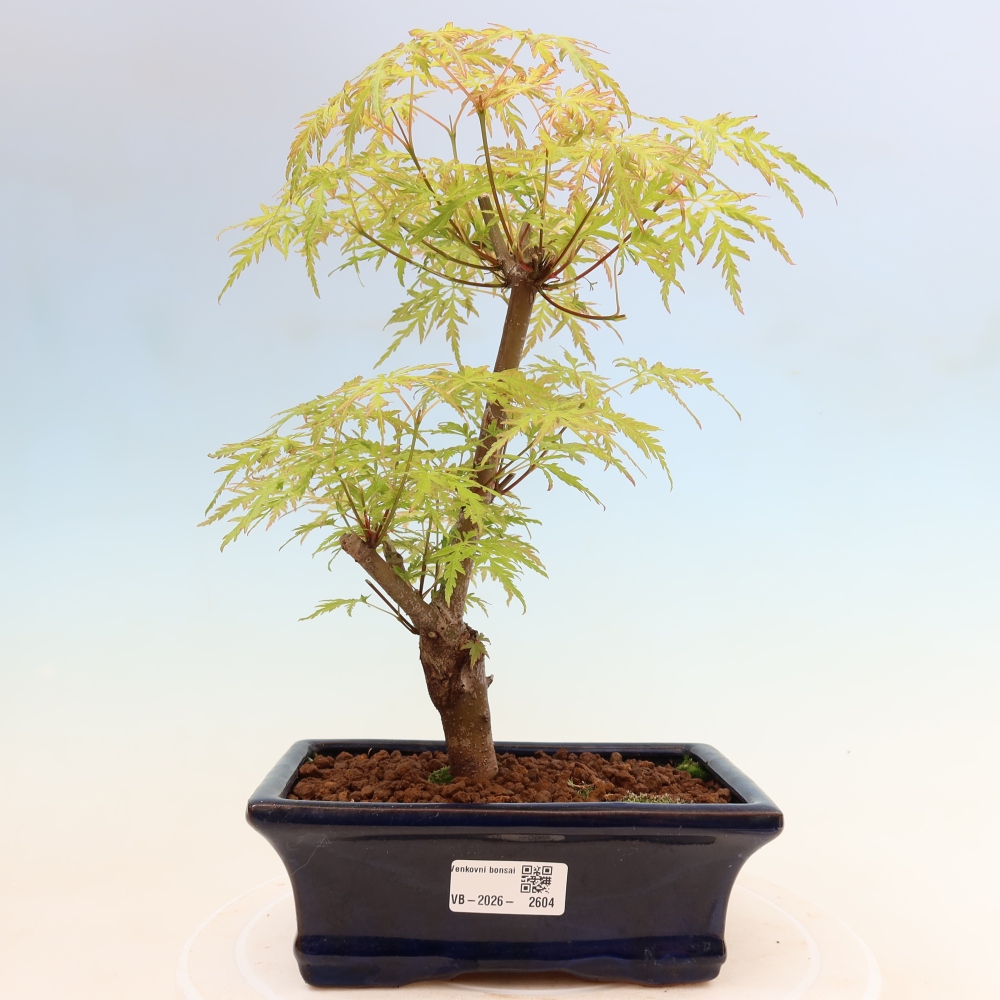 Bonsai für draußen - Acer palmatum Dissectum