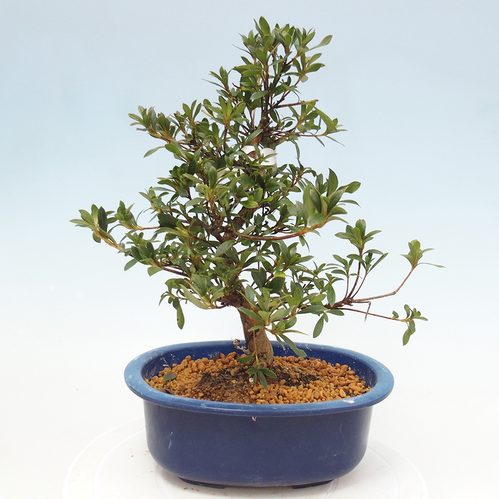 Bonsai für draußen - Japanische Azalee - Azalee Beniko