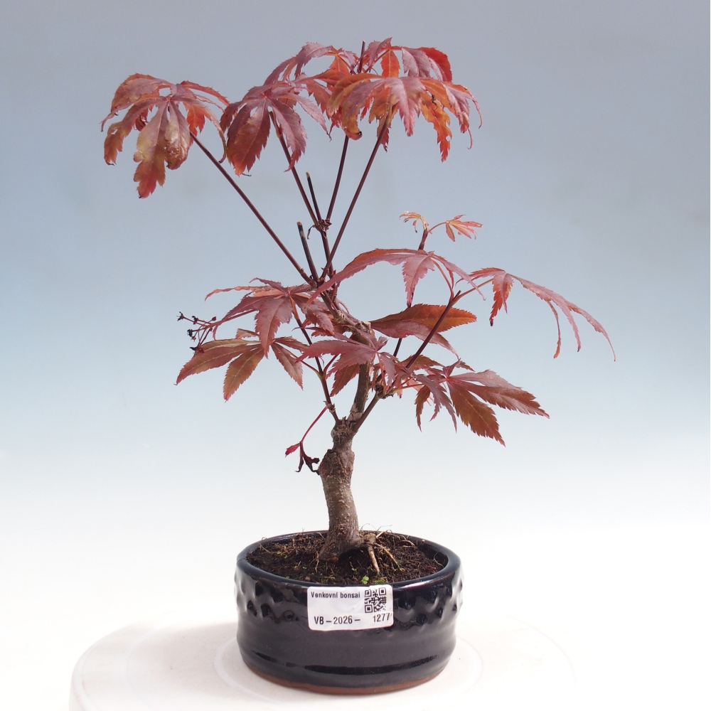 Bonsai für draußen - Acer-Palme. Atropurpureum-Javor palmate