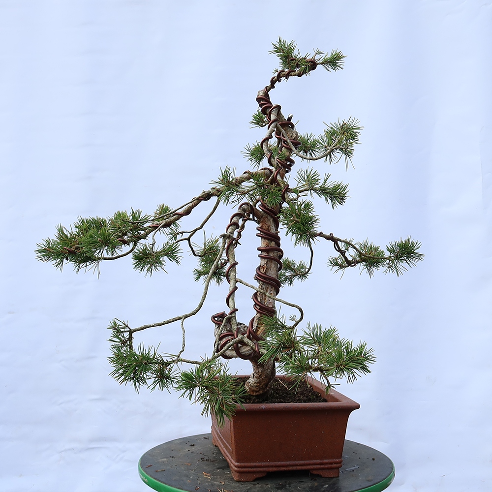 Pinus sylvestris Spanien – Waldkiefer