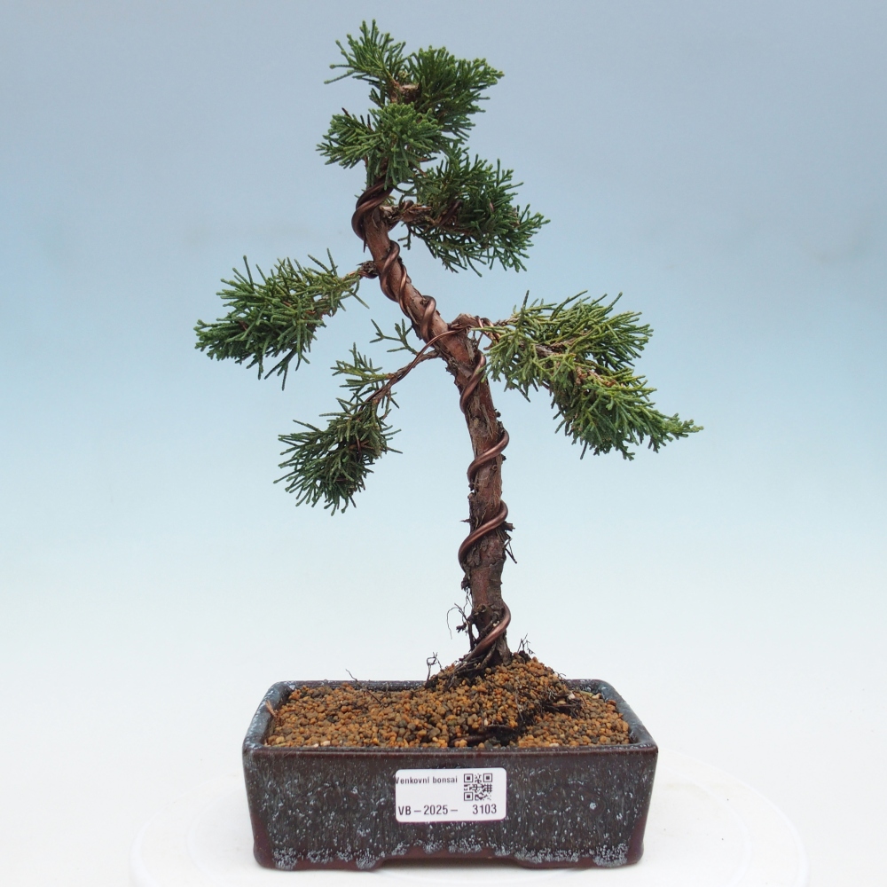Bonsai für draußen - Juniperus chinensis Kishu