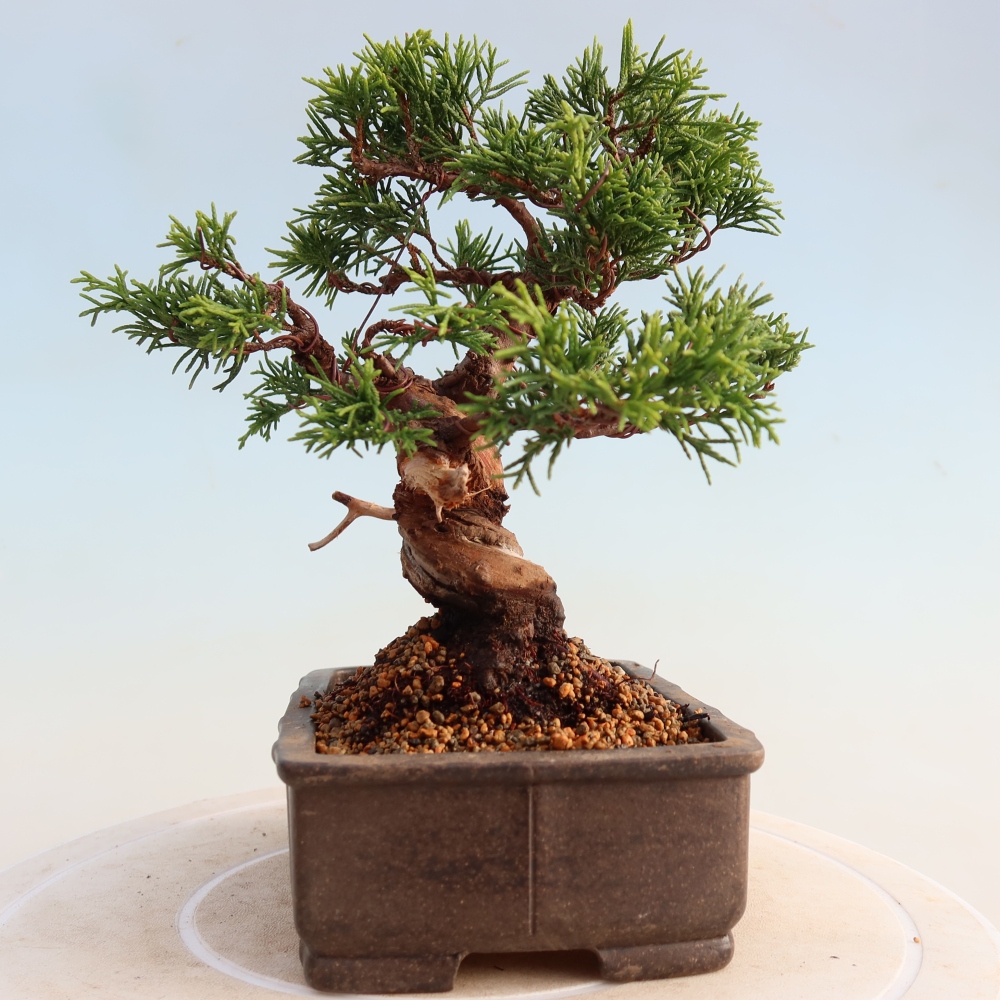 Bonsai für draußen - Juniperus chinensis Itoigawa