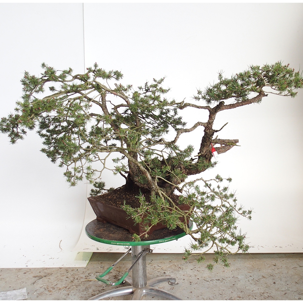 Yamadori - Pinus sylvestris Spanien