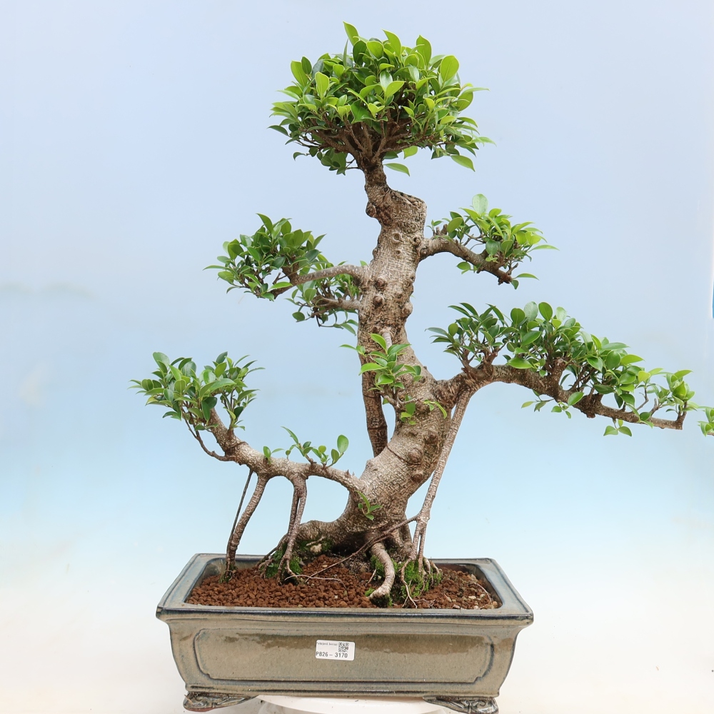 Zimmerbonsai - Ficus kimmen - Kleinblättriger Ficus